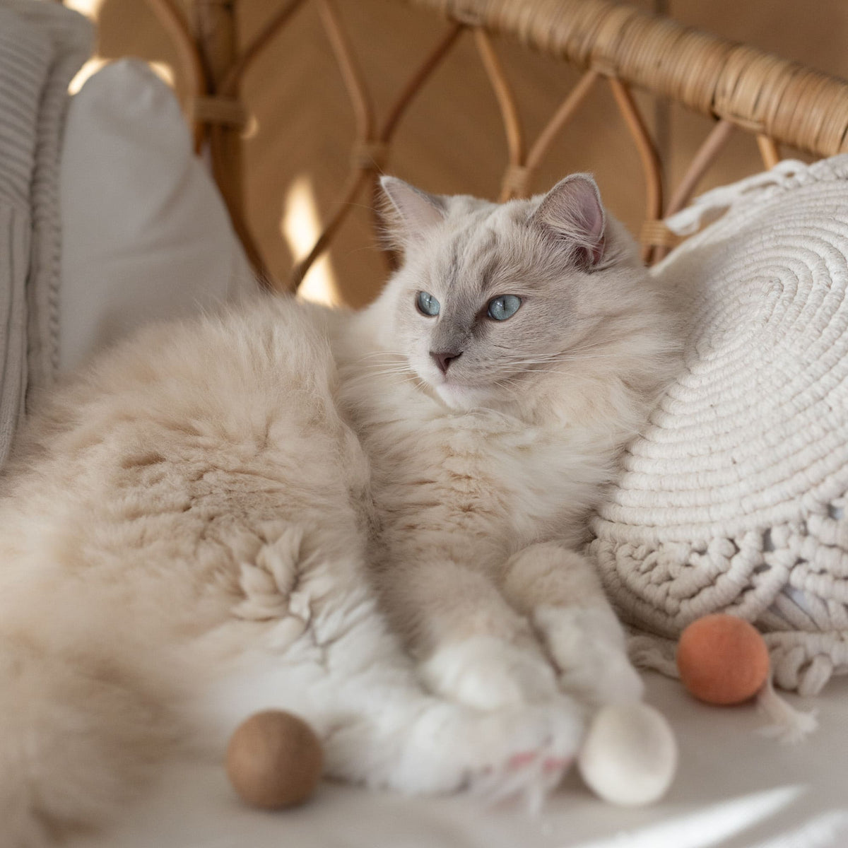 Katze liegt mit zwei PEACH FUZZ Filzbällen auf dem Sofa