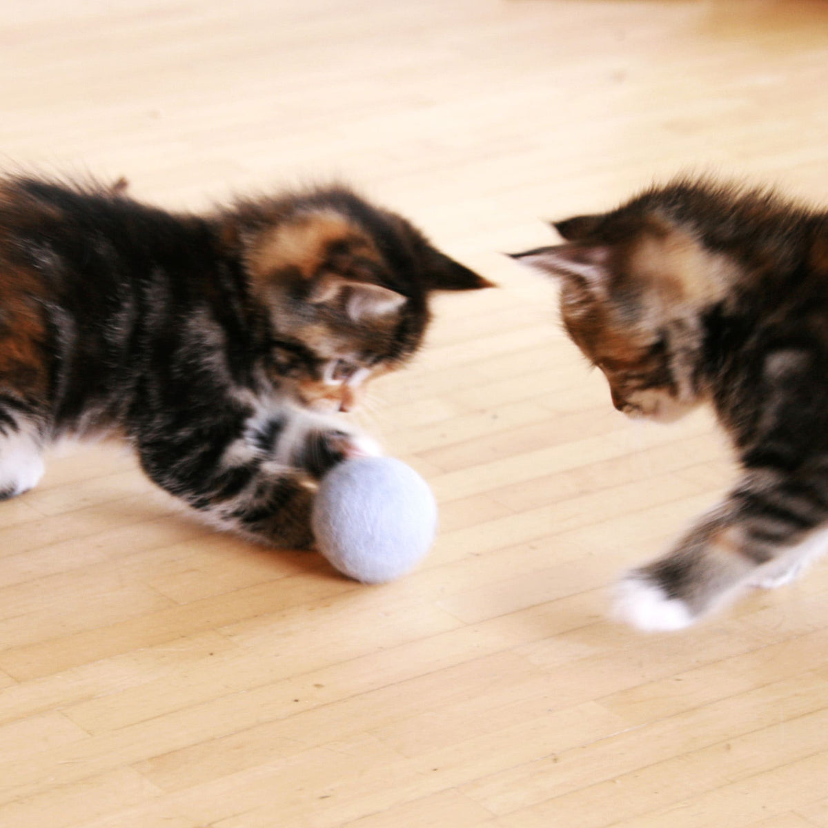 Due gattini giocano con la pallina di feltro SOUND BALLS azzurra con campanellino