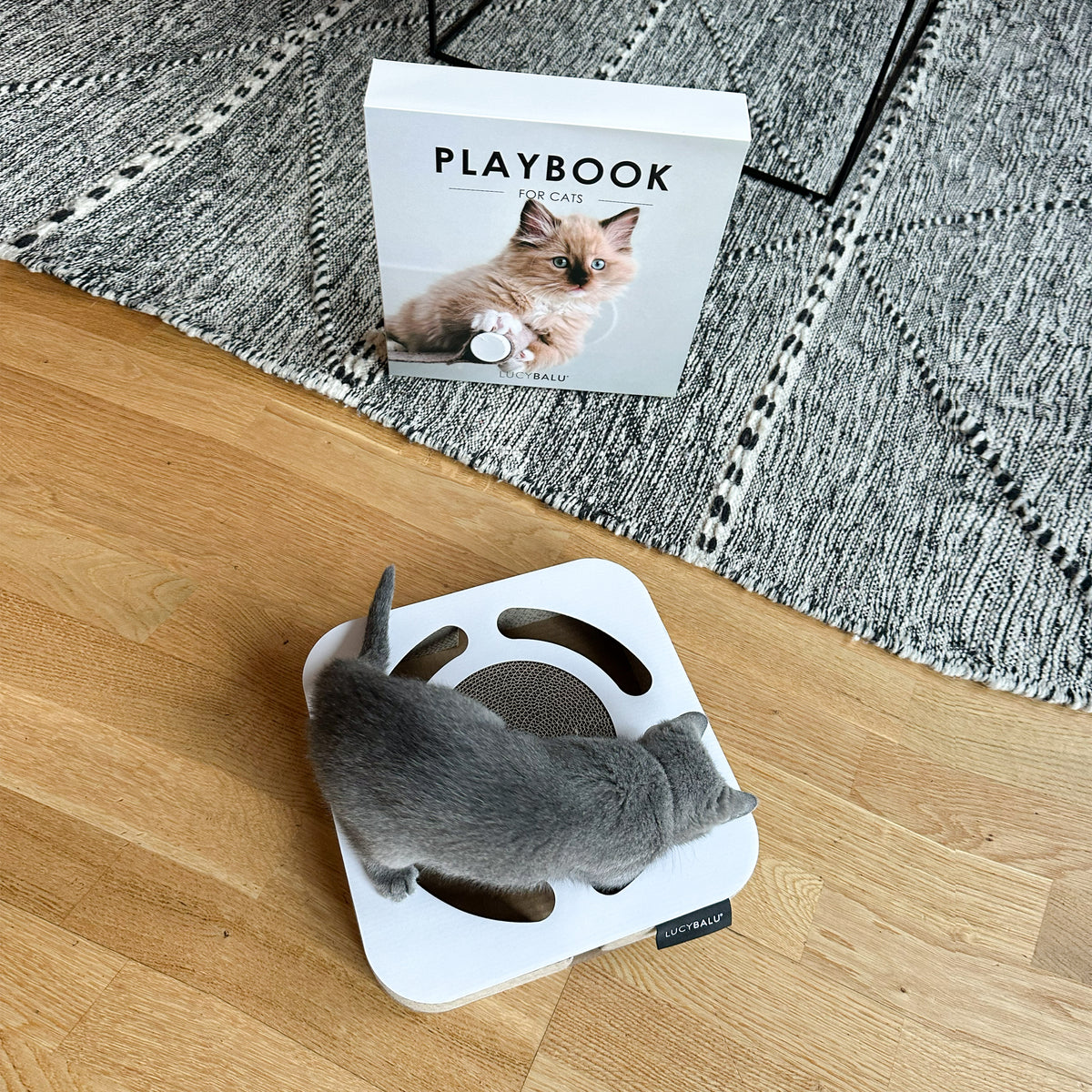 Kitten betrachtet das LucyBalu PLAYBOOK, ein Katzenkratzspielzeug im Table Book Look mit integrierter Kratzfläche und Ball im Inneren, Kitten Cover Variante