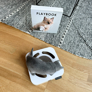 Kitten betrachtet das LucyBalu PLAYBOOK, ein Katzenkratzspielzeug im Table Book Look mit integrierter Kratzfläche und Ball im Inneren, Kitten Cover Variante