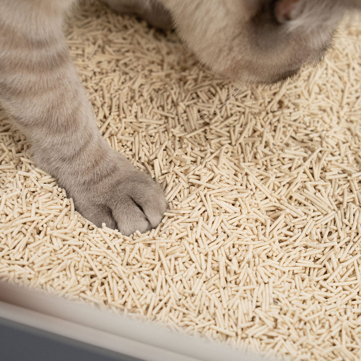 Nahaufnahme einer Katze im Katzenklo gefüllt mit geruchlosem TOFU Katzenstreu