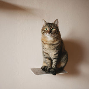 Chat tigré assis, attentif, sur une marche murale STEPS avec coussinet en feutre