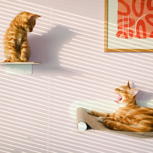 Katzenwand Set Weiß mit STEPS Stufe und SWING Hängematte, Kitten sitzt auf Stufe