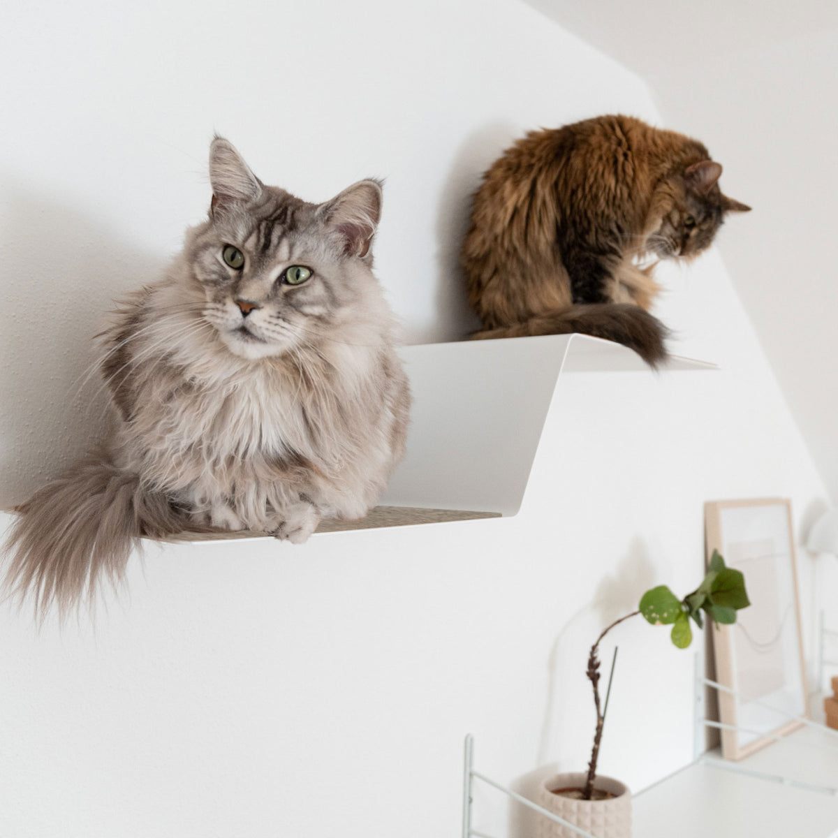 Gradini per gatti WAVE sulla parete per gatti