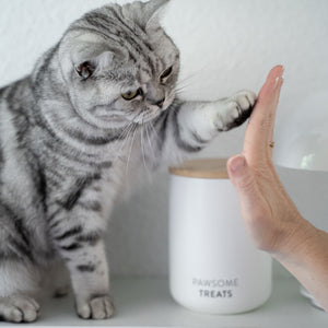 Gatto dà la zampa accanto al barattolo per snack SNACK BAR bianco con coperchio in bambù