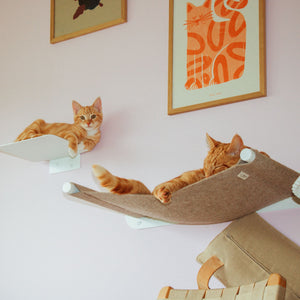 Zwei Kitten spielen auf STEPS Stufe und SWING Hängematte der weißen Katzenwand