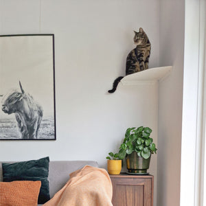 Un chat tigré assis sur l'étagère d'angle CORNER blanche, en hauteur dans le salon
