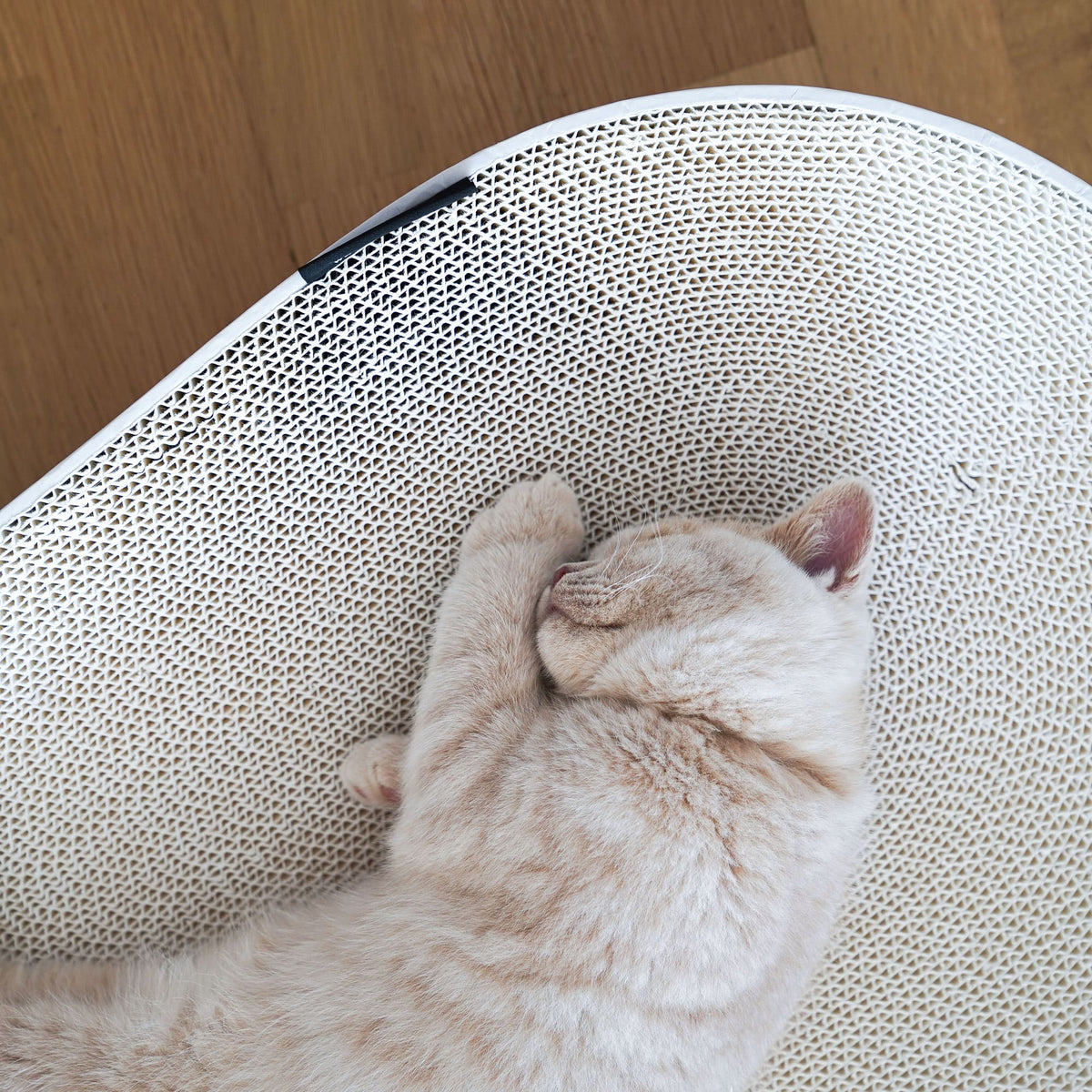 Lit à griffer SCRATCHBED en blanc, un chat crème dormant roulé en boule sur le carton à griffer, gros plan vu du dessus