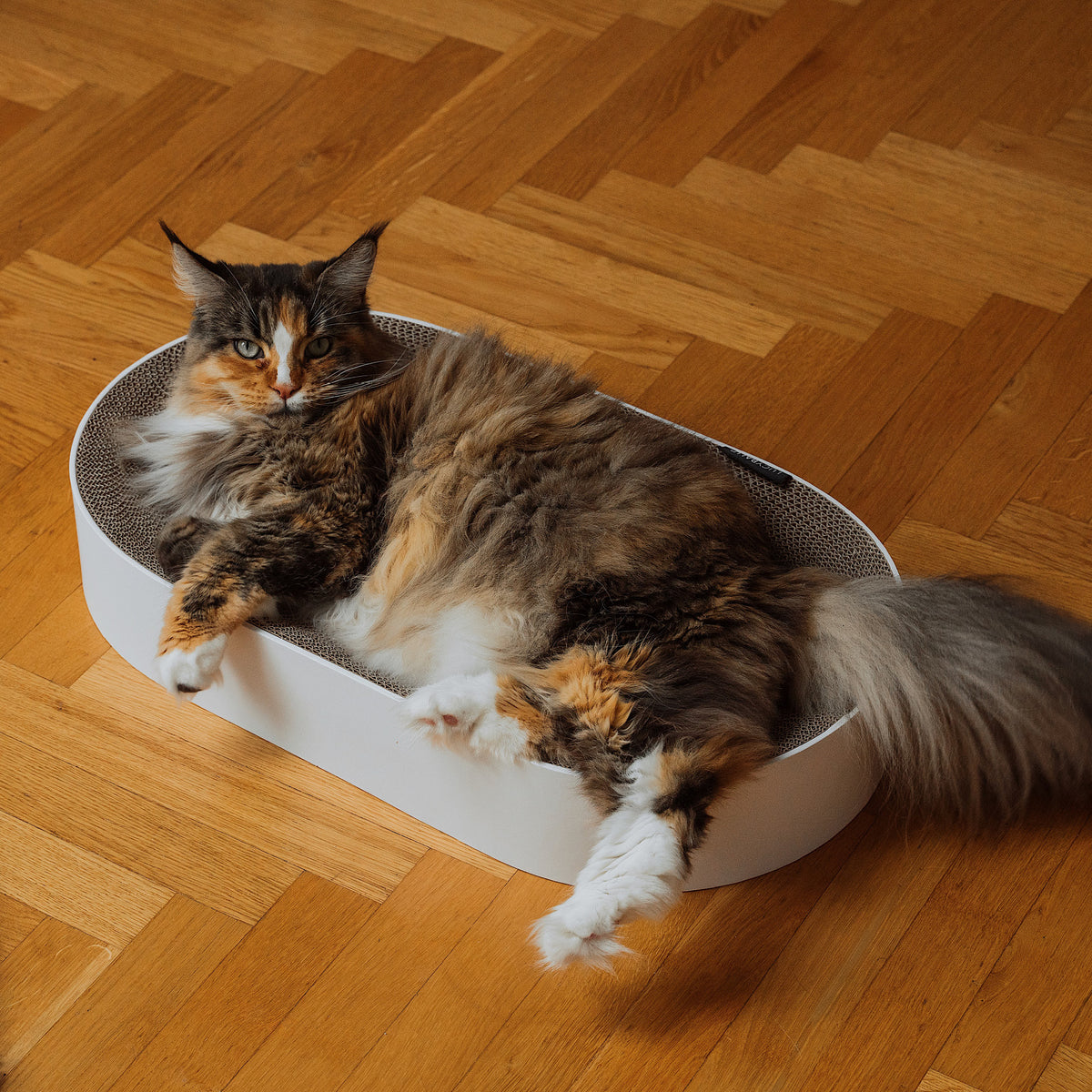 Lit à griffer SCRATCHBED pour chats en blanc, un chat Maine Coon tigré allongé détendu dessus sur un parquet à chevrons