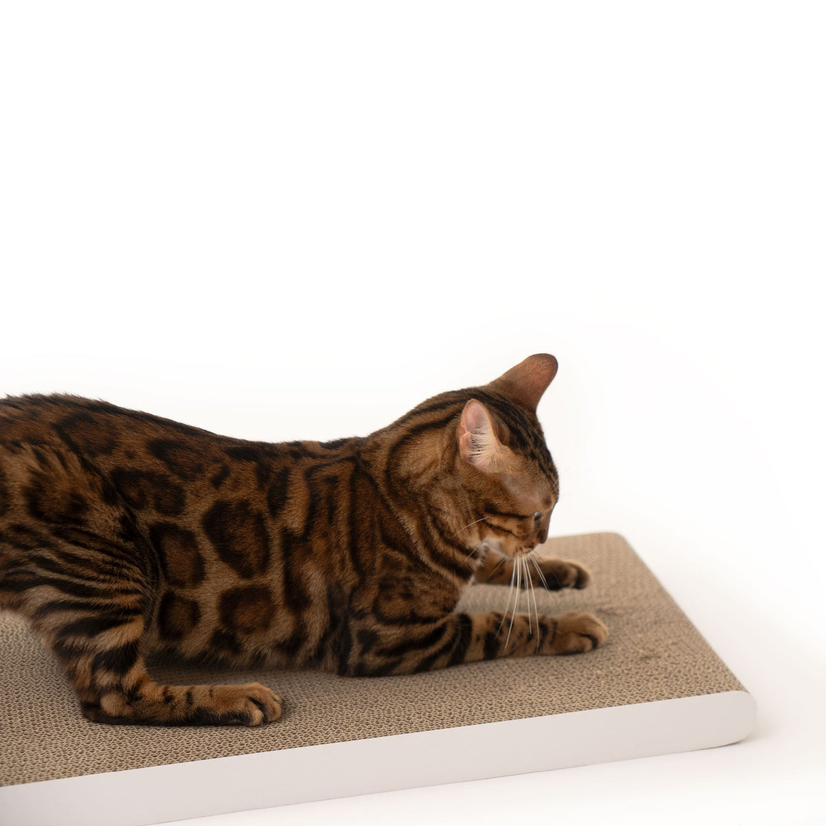Gatto sdraiato rilassato sulla tavola da grattare SCRATCHPAPER, immagine isolata