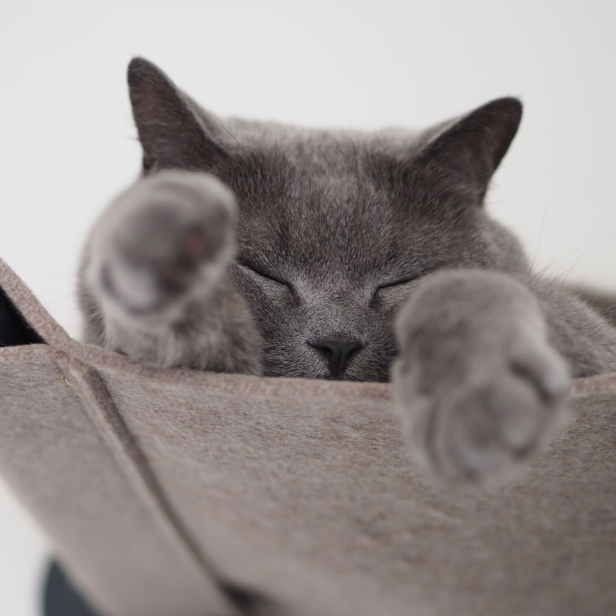 Graue Katze schläft tiefenentspannt in der SWING Filz-Hängematte und streckt die Vorderpfoten Richtung Kamera.