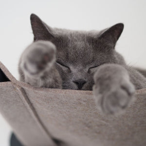 Gatto grigio profondamente rilassato che dorme nell'amaca in feltro SWING, allungando le zampe anteriori verso la fotocamera.