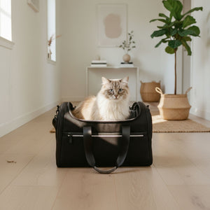 Sac de transport CHECK-IN en anthracite, un chat Ragdoll assis dedans dans un couloir lumineux