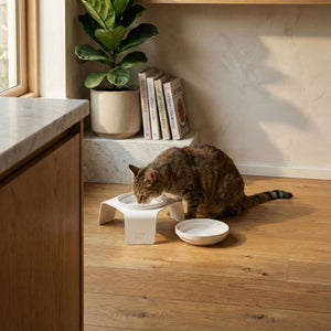 Gatto che mangia dalla ciotola DELI bianca in un'accogliente cucina open space, vaschetta separata accanto