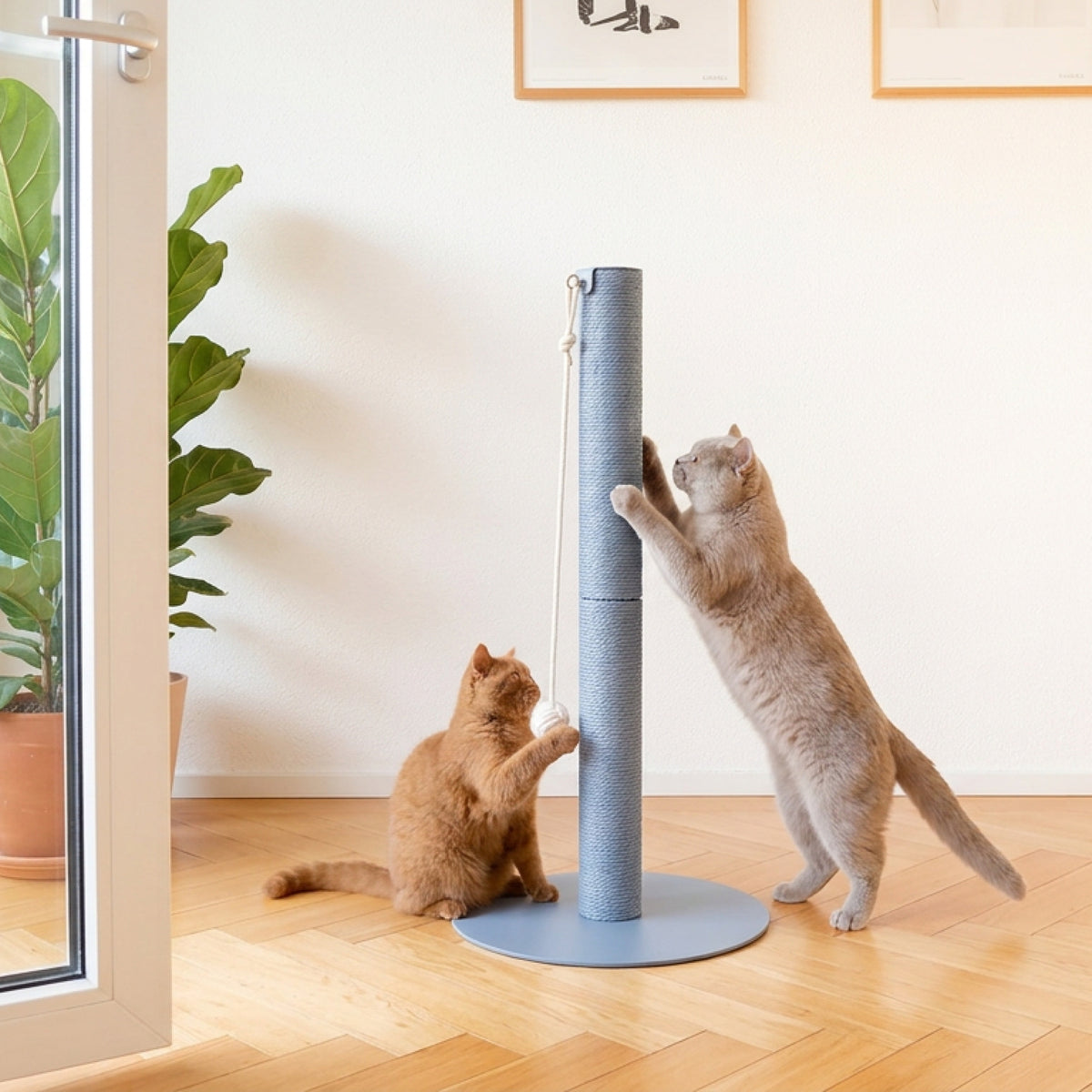 Due gatti che giocano alla colonna tiragraffi PAPERPOLE in blu – atmosfera accogliente con pavimento in parquet.
