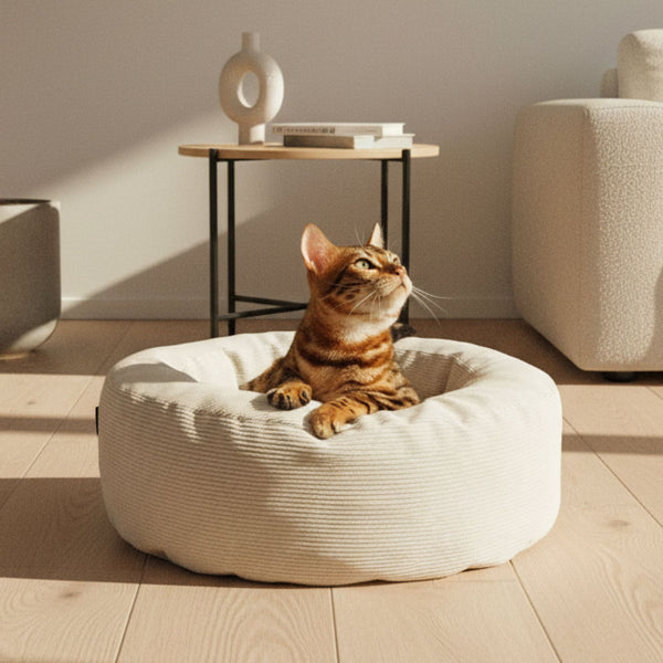 Lit pour chat NEST en blanc, un chat Bengal assis avec curiosité et regardant vers le haut, salon chaleureux
