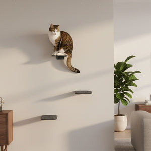 Escalier pour chat STEPS en anthracite : un chat assis sur la marche murale la plus haute – salon avec buffet et plante verte