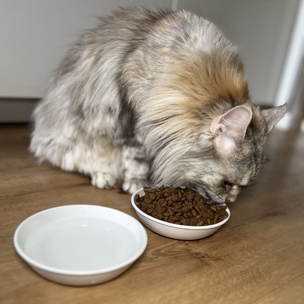 Gatto mangia crocchette da una ciotola BOWL in melamina, ciotola con acqua accanto