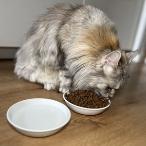 Gatto mangia crocchette da una ciotola BOWL in melamina, ciotola con acqua accanto