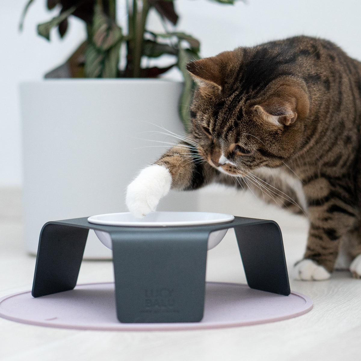 Katzennapf & Napfunterlage Set