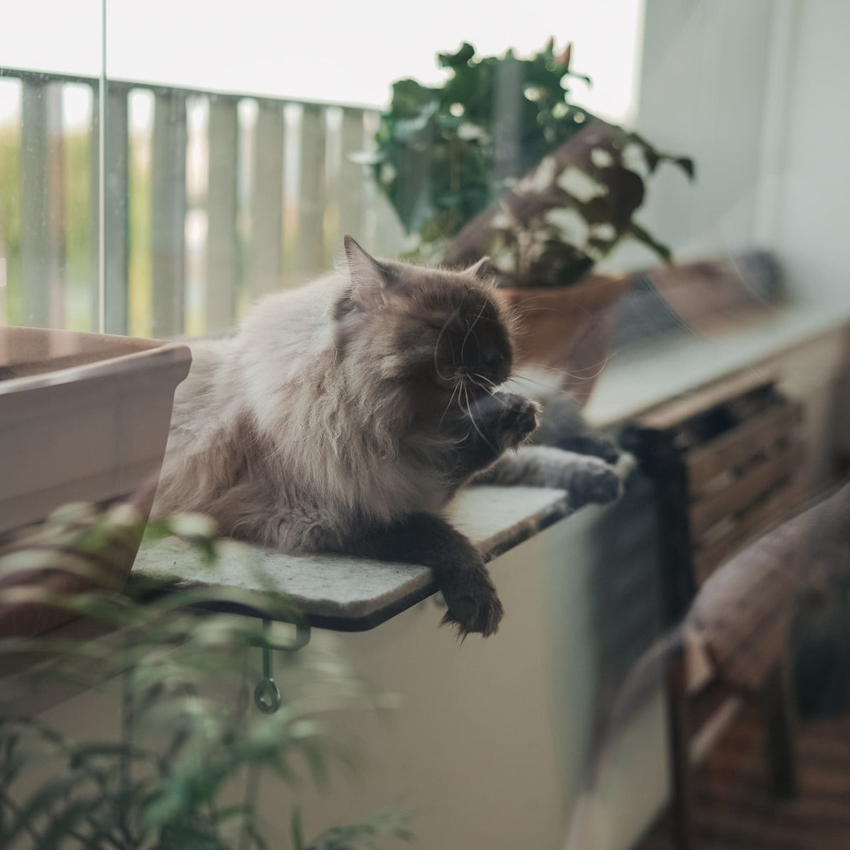 Katze putzt sich auf der VIEW Fensterbankliege auf dem Balkon – moderne Fenstererweiterung mit Pflanzen.