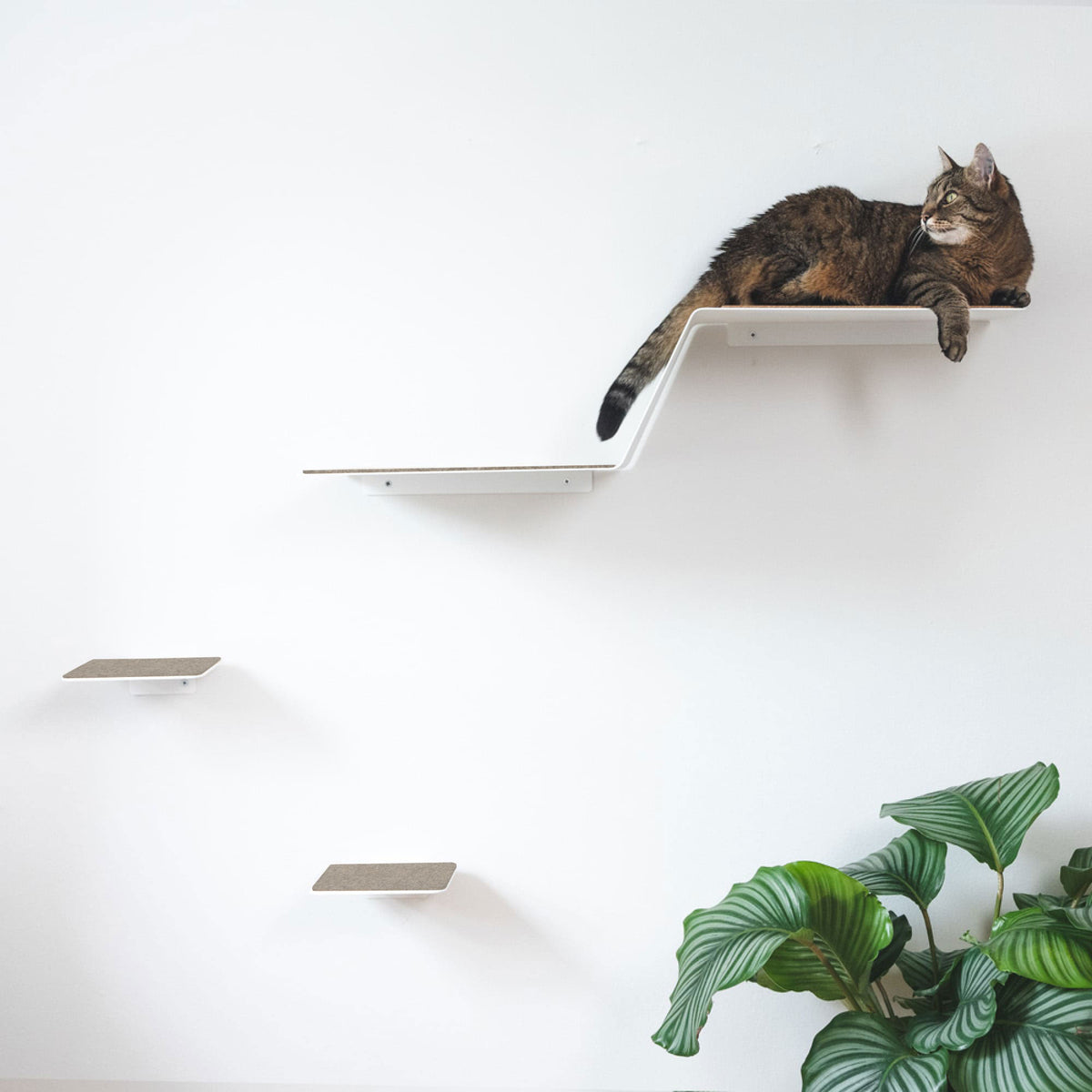 Gradino per gatti WAVE XXL in bianco, gatto tigrato sdraiato rilassato sul gradino più alto, parete moderna per gatti con pianta da interno