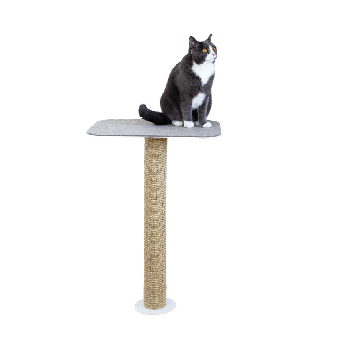 Katze sitzt auf GALLERY Wandkratzbaum, Freisteller