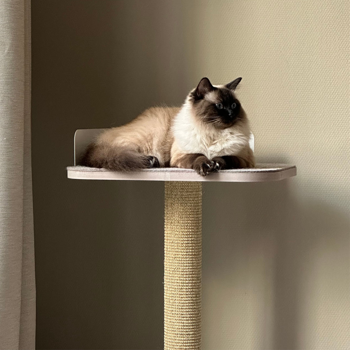 Tiragraffi PLATEAU in bianco, gatto Ragdoll sdraiato rilassato sulla piattaforma