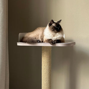 Tiragraffi PLATEAU in bianco, gatto Ragdoll sdraiato rilassato sulla piattaforma