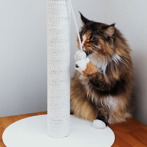 Gatto a pelo lungo che gioca con la pallina alla colonna tiragraffi PAPERPOLE in bianco.