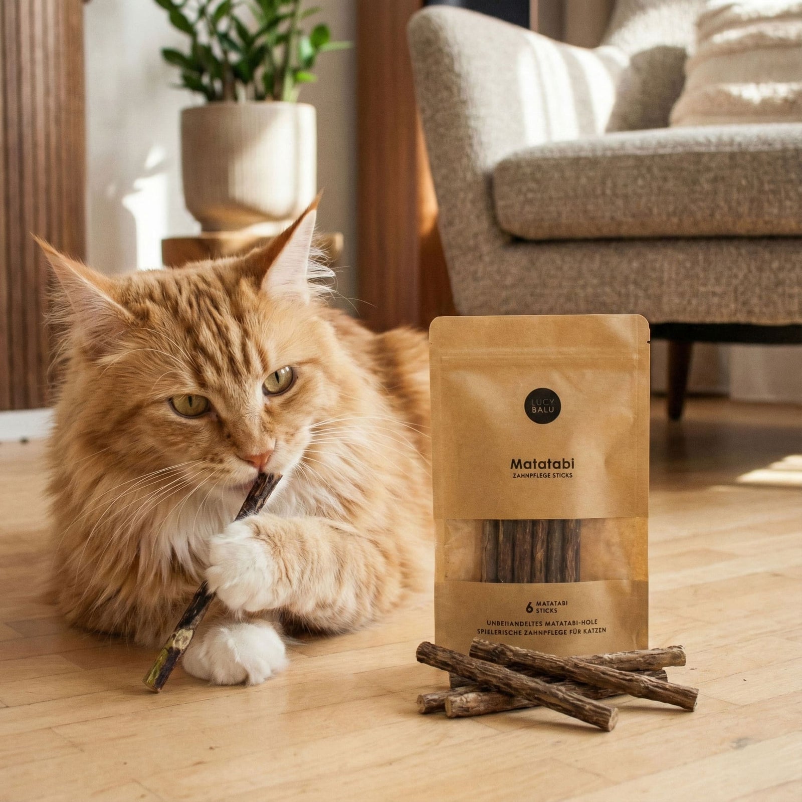 MATATABI STICKS natürliche Zahnpflege für Katzen, Maine-Coon-Katze kaut genüsslich auf einem Stick neben der Verpackung
