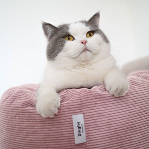 Katze legt Pfoten auf den Rand des rosa DINGHY Katzenbetts Hello Kitty Edition mit Label