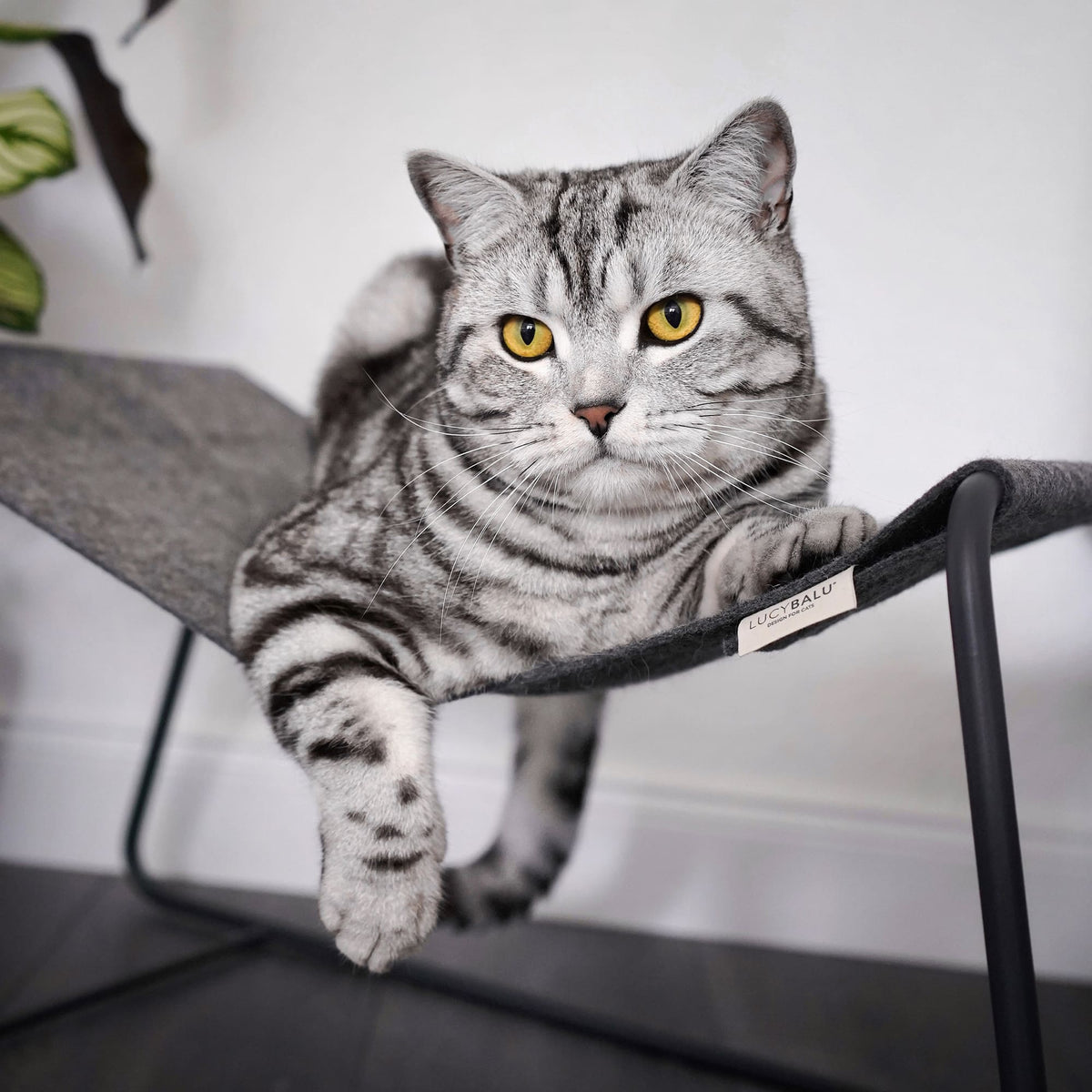Getigerte Katze liegt auf der dunkelgrauen FLOAT Hängematte mit LucyBalu Etikett