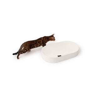 SCRATCHBED Kratzbett in Weiß, Bengal-Katze springt verspielt darauf zu