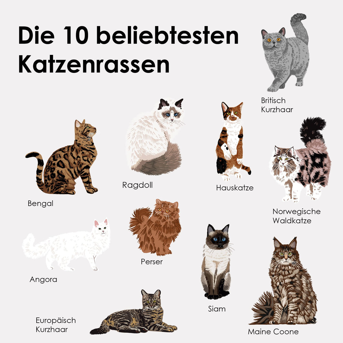 Adesivi in feltro STICKY CATS delle 10 razze di gatti più popolari