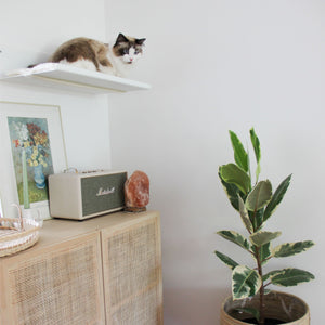 Mensola a parete STRAIGHT in bianco con gatto Ragdoll – salotto elegante con credenza.