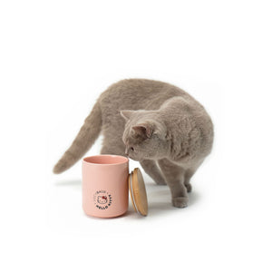 Katze schnuppert an geöffneter SNACK BAR Leckerlidose - Hello Kitty Edition