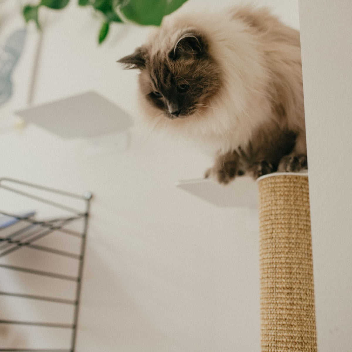 Kit mur d’escalade pour chats (Blanc) - CATWALK