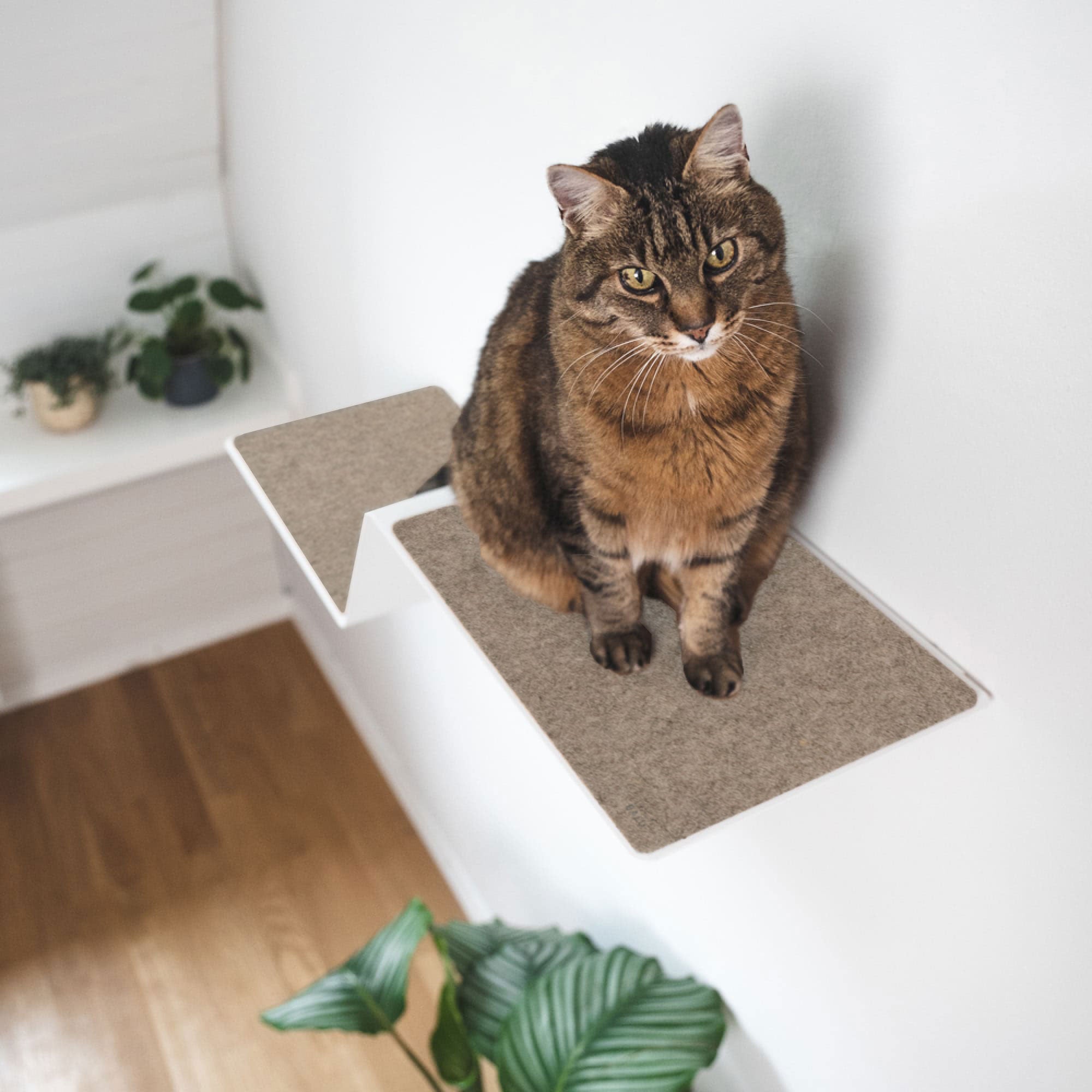 WAVE Katzenstufe XXL an der Wand