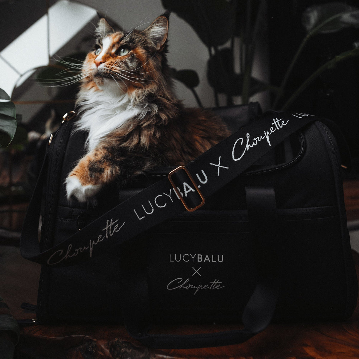 Getigerte Katze sitzt in geöffneter CHECK-IN Transporttasche Choupette Edition mit LucyBalu x Choupette Tragegurt
