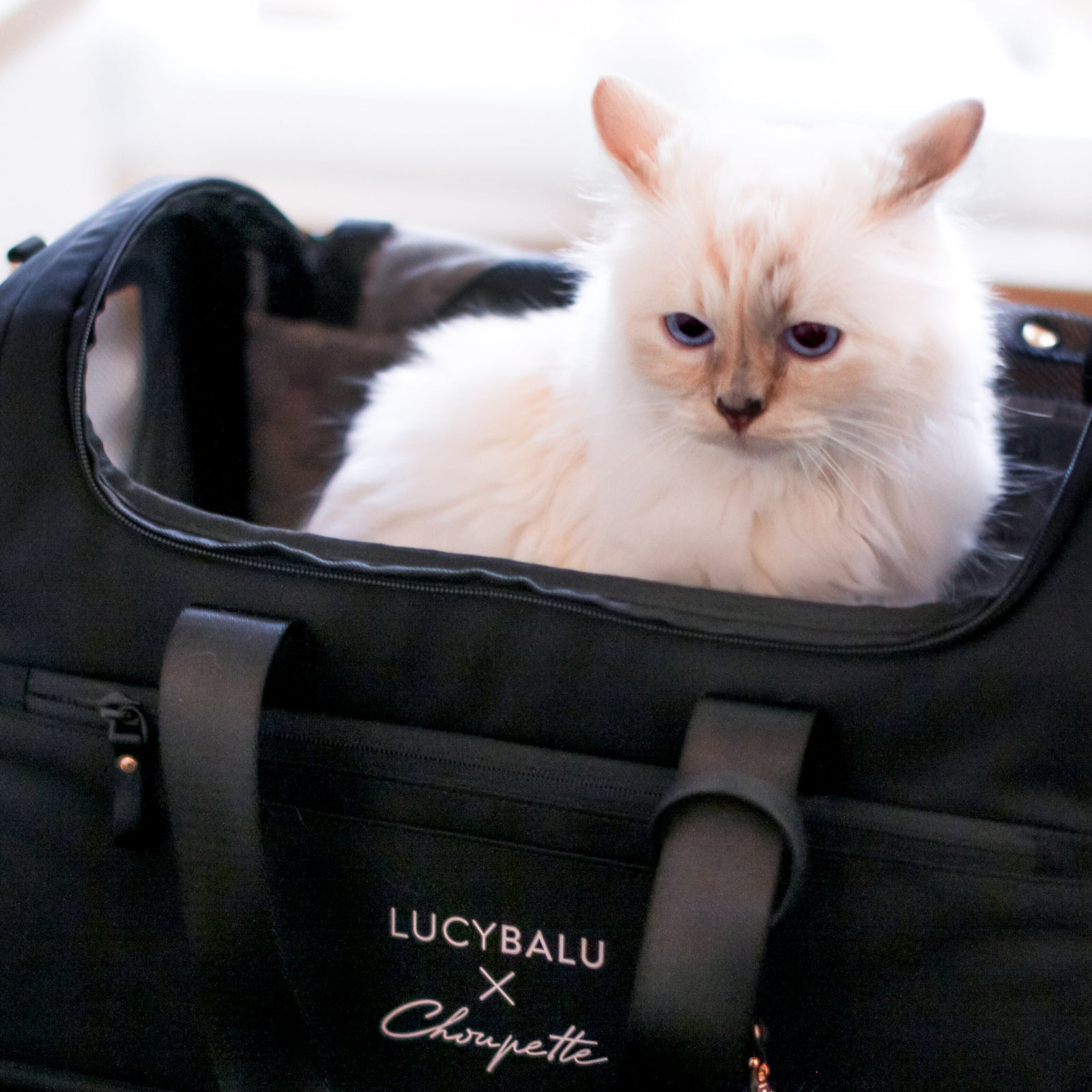 Ragdoll Katze schaut aus schwarzer CHECK-IN Transporttasche Choupette Edition mit LucyBalu x Choupette Logo
