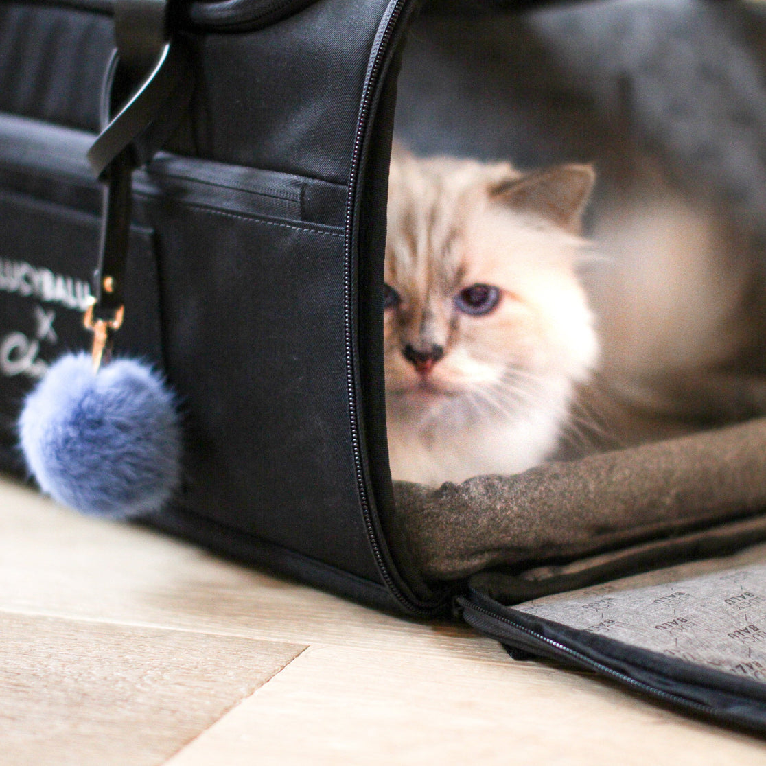Nahaufnahme einer cremefarbenen Langhaarkatze in der CHECK-IN Transporttasche Choupette Edition