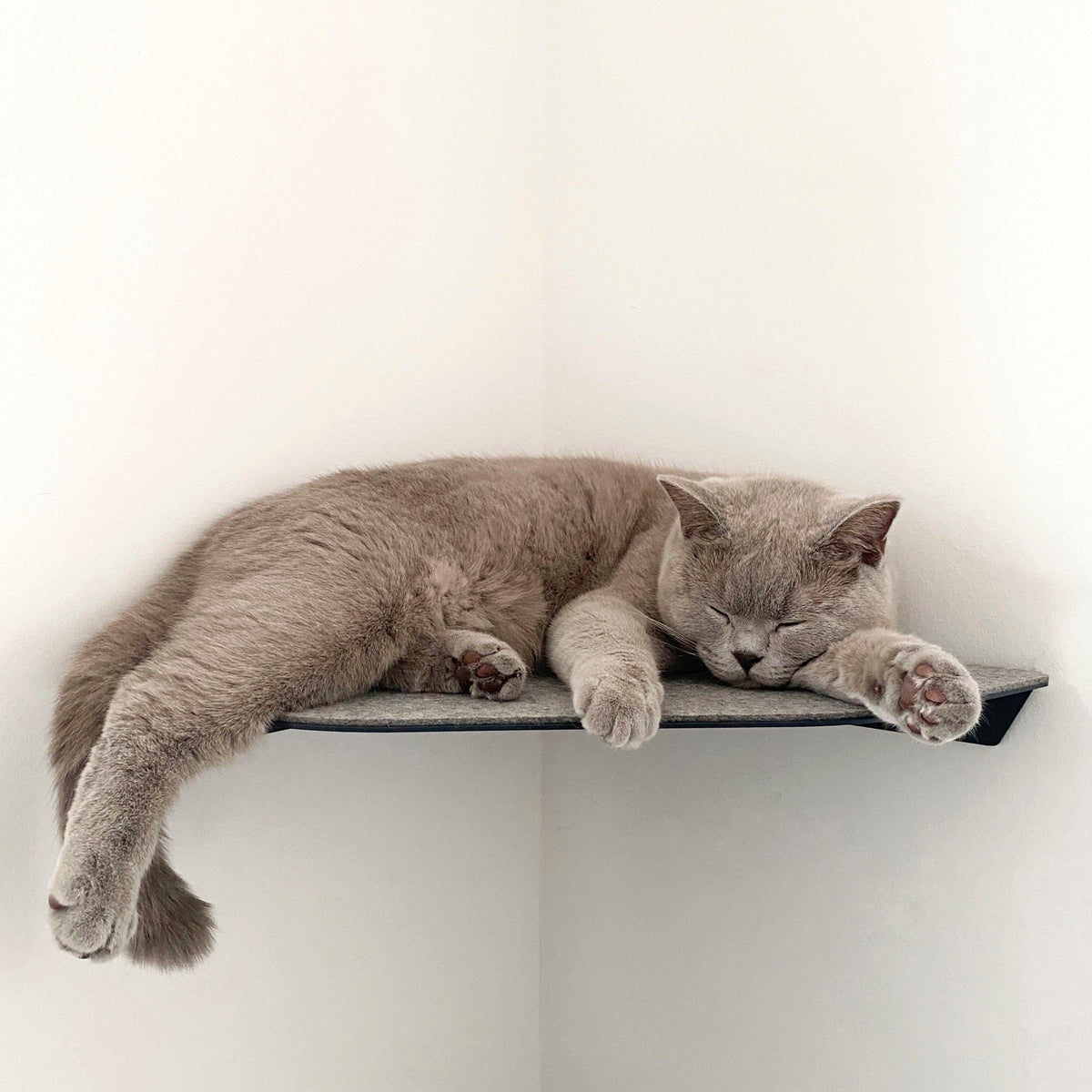Un chat dormant roulé en boule sur l'étagère murale CORNER grise dans le coin