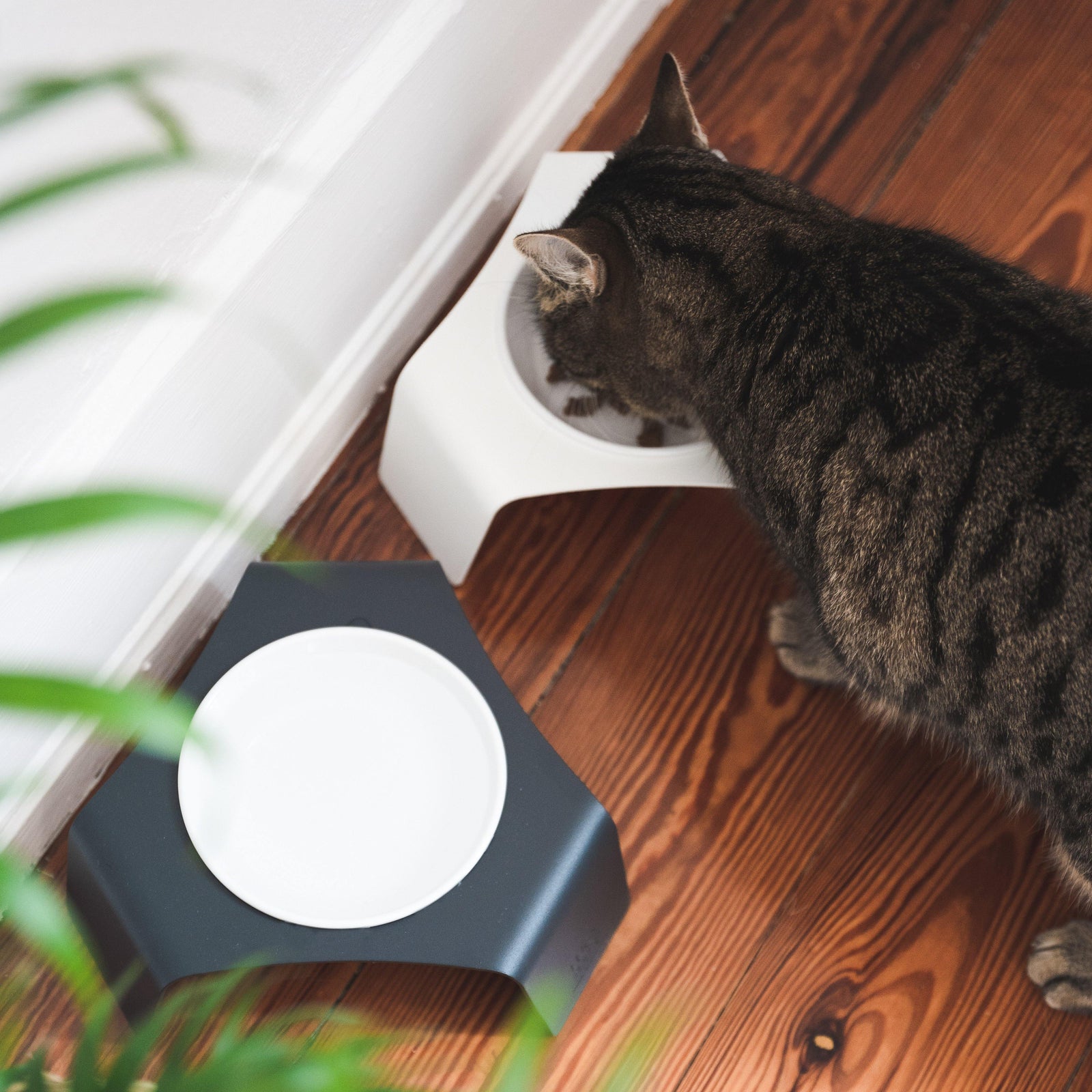 DELI Futterstation: Katze frisst aus weißem DELI Napf, daneben separater anthrazitfarbener DELI Napf