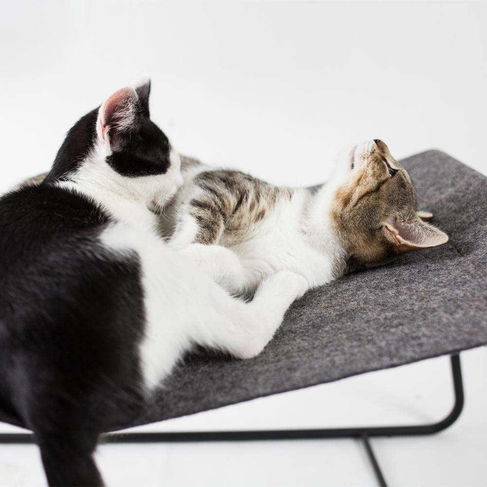 Zwei Kitten kuscheln auf der grauen FLOAT Hängematte mit schwarzem Gestell