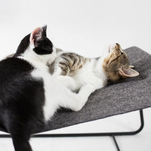 Zwei Kitten kuscheln auf der grauen FLOAT Hängematte mit schwarzem Gestell