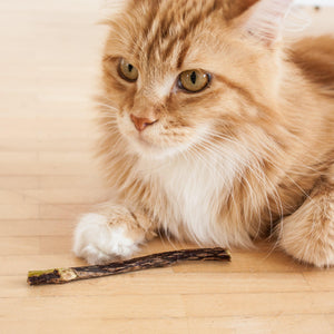 MATATABI STICKS : un chat Maine Coon regardant avec curiosité le bâtonnet de soin dentaire devant sa patte