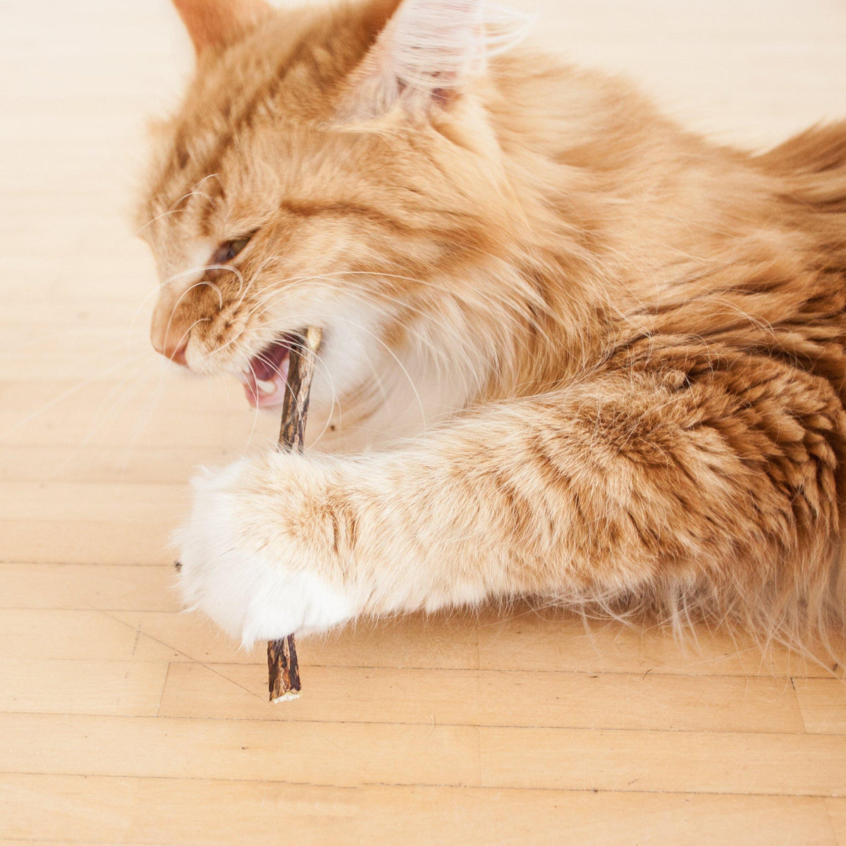 MATATABI STICKS : un chat Maine Coon mordant avec enthousiasme dans le bâtonnet de soin dentaire