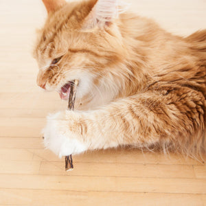MATATABI STICKS : un chat Maine Coon mordant avec enthousiasme dans le bâtonnet de soin dentaire