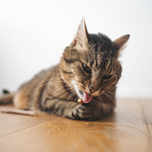 MATATABI STICKS : un chat tigré léchant et mâchant avec plaisir un bâtonnet de soin dentaire